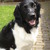 honden foto van Pelle Bijke