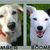 honden foto van Huize Onyx  (Amber ( Rip ) Boomer ( Rip)