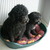honden foto van Ann Cleenwerck