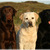 honden foto van Dorette