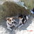 honden foto van Mike&Jerry