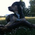 honden foto van Orpa