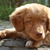 honden foto van Nicole/Skip