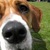 honden foto van Marlouke