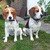 honden foto van Sylvia met Tjibbe en Baco
