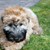 honden foto van marjolein 