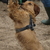 honden foto van Kobus & Cas