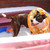 honden foto van Nicky