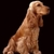 honden foto van Blanca