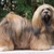 honden foto van Monique van Boxel