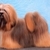 honden foto van Planet Lhasa