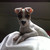 honden foto van Miriam&raoul