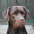 honden foto van Yvonne