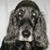 honden foto van GRIET