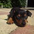honden foto van yvonne