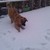 honden foto van Hans