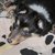 honden foto van Miró 
