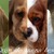 honden foto van ©else