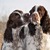 honden foto van Henny.