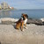 honden foto van Cheyenna en Miko