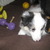 honden foto van Senna en Snowy