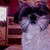 honden foto van Josephine en Shih Tzu Pebbles