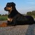 honden foto van Bauke