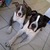 honden foto van Shanti & Kylo