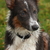 honden foto van Ingrid