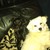 honden foto van Manon