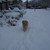 honden foto van wilma