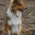 honden foto van Wim & Mexx