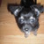 honden foto van Jayla Chloe