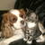 honden foto van Teresia,  Max en Daisy