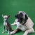 honden foto van pino