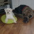 honden foto van G.de Geus