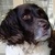 honden foto van Liesbeth van der Velde