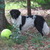 honden foto van Lia Jaspers