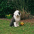 honden foto van Hannelore/Jazz