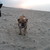 honden foto van Lieselot