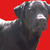 honden foto van Onze Buddy