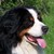 honden foto van Dogpat