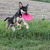 honden foto van Nicki & Ziggi