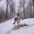 honden foto van Marxdorfer Wolfhond
