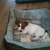 honden foto van wouter