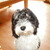 honden foto van bruno11