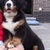 honden foto van Isabelle
