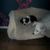 honden foto van marijke  
