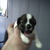 honden foto van Thea