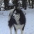honden foto van chico